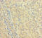 Immunoglobulin Heavy Constant Gamma 1 (G1m Marker) antibody, A62774-100, Epigentek, Immunohistochemistry paraffin image 