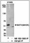 Serine/threonine-protein kinase MST4 antibody, NB100-1583, Novus Biologicals, Immunoprecipitation image 