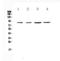 Eomesodermin antibody, A00992-1, Boster Biological Technology, Western Blot image 