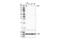 Eukaryotic Translation Initiation Factor 2 Alpha Kinase 4 antibody, 65981S, Cell Signaling Technology, Western Blot image 