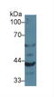 Granulin Precursor antibody, LS-C294321, Lifespan Biosciences, Western Blot image 