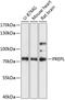 Prolyl Endopeptidase Like antibody, GTX66252, GeneTex, Western Blot image 