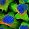 GDNF Family Receptor Alpha 3 antibody, NBP1-89774, Novus Biologicals, Immunofluorescence image 
