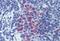 CD11b antibody, MBS246285, MyBioSource, Immunohistochemistry paraffin image 