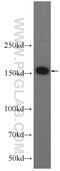 Intron-binding protein of 160 kDa antibody, 24342-1-AP, Proteintech Group, Western Blot image 