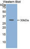 Ataxin 1 antibody, LS-C292949, Lifespan Biosciences, Western Blot image 