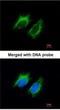 Inhibin Subunit Beta A antibody, NBP1-30928, Novus Biologicals, Immunocytochemistry image 
