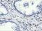 Rho GTPase-activating protein 25 antibody, NBP2-03024, Novus Biologicals, Immunohistochemistry paraffin image 