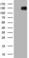 Myocardin Related Transcription Factor A antibody, MA5-26718, Invitrogen Antibodies, Western Blot image 