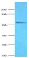 Bromodomain Containing 9 antibody, LS-C380126, Lifespan Biosciences, Western Blot image 