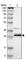 General Transcription Factor IIF Subunit 2 antibody, HPA006912, Atlas Antibodies, Western Blot image 