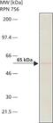 Cell Division Cycle 25C antibody, MA1-24748, Invitrogen Antibodies, Western Blot image 