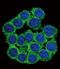 CUB And Zona Pellucida-Like Domain-Containing Protein 1                     antibody, 55-662, ProSci, Immunofluorescence image 