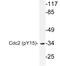 Cyclin Dependent Kinase 1 antibody, LS-C178032, Lifespan Biosciences, Western Blot image 