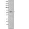 Interferon Lambda Receptor 1 antibody, abx216162, Abbexa, Western Blot image 