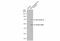 Coagulation Factor X antibody, GTX110300, GeneTex, Western Blot image 