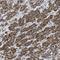 N-Terminal Xaa-Pro-Lys N-Methyltransferase 1 antibody, NBP1-89255, Novus Biologicals, Immunohistochemistry frozen image 