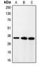 Cyclin Dependent Kinase 5 Regulatory Subunit 1 antibody, MBS821792, MyBioSource, Western Blot image 