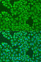 Interferon Induced Protein 44 antibody, 23-452, ProSci, Immunofluorescence image 