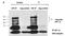 HIF1-alpha antibody, NB100-123, Novus Biologicals, Immunoprecipitation image 