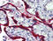 Fibrillin 1 antibody, 51-945, ProSci, Immunohistochemistry frozen image 