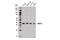 Inhibitor Of Growth Family Member 1 antibody, 14625S, Cell Signaling Technology, Western Blot image 