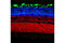 Synapsin I antibody, 11127S, Cell Signaling Technology, Flow Cytometry image 