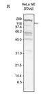 Tetratricopeptide repeat protein 37 antibody, CI1031, Boster Biological Technology, Western Blot image 