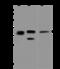 RAD51 Recombinase antibody, 204375-T36, Sino Biological, Western Blot image 