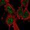 Cyclin-L1 antibody, HPA057911, Atlas Antibodies, Immunocytochemistry image 