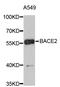 Beta-Secretase 2 antibody, STJ22753, St John