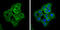 Angiomotin Like 2 antibody, GTX120057, GeneTex, Immunocytochemistry image 