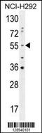 OTU Deubiquitinase 1 antibody, 55-683, ProSci, Western Blot image 