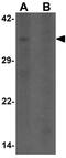 WD Repeat Domain 5 antibody, GTX17169, GeneTex, Western Blot image 