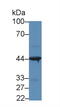 Interleukin-31 receptor subunit alpha antibody, MBS2001506, MyBioSource, Western Blot image 