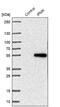 Inositol polyphosphate multikinase antibody, NBP1-89426, Novus Biologicals, Western Blot image 