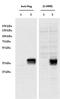 Coiled-Coil Domain Containing 3 antibody, PA5-37980, Invitrogen Antibodies, Western Blot image 