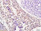 Alpha 2-HS Glycoprotein antibody, GTX60278, GeneTex, Immunohistochemistry paraffin image 
