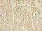Zinc Finger And BTB Domain Containing 20 antibody, LS-C676726, Lifespan Biosciences, Immunohistochemistry paraffin image 