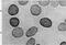Hexokinase 3 antibody, NBP2-29795, Novus Biologicals, Immunocytochemistry image 