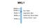 Myocardin Related Transcription Factor A antibody, NBP1-80259, Novus Biologicals, Western Blot image 