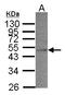 Acyl-CoA Dehydrogenase Short Chain antibody, LS-B4087, Lifespan Biosciences, Western Blot image 