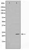 Ephrin A2 antibody, TA347541, Origene, Western Blot image 