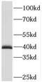 PDZ And LIM Domain 3 antibody, FNab06283, FineTest, Western Blot image 