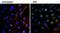Epidermal Growth Factor antibody, M806, Invitrogen Antibodies, Immunofluorescence image 