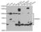 Sterol Regulatory Element Binding Transcription Factor 2 antibody, abx005230, Abbexa, Western Blot image 