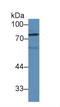 Lysyl Oxidase Like 1 antibody, LS-C295240, Lifespan Biosciences, Western Blot image 