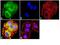 Hexokinase 2 antibody, 700422, Invitrogen Antibodies, Immunofluorescence image 