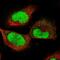Epithelial Cell Transforming 2 antibody, PA5-65769, Invitrogen Antibodies, Immunofluorescence image 