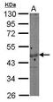 Actin Gamma 1 antibody, GTX101795, GeneTex, Western Blot image 